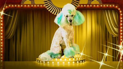 alluc haute dog|Haute Dog (TV Series 2020–2021) .